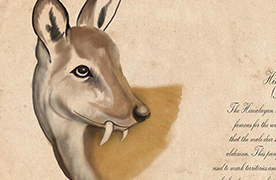 Musk Deer illustration